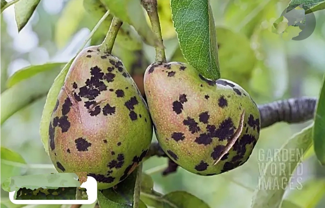 Фото  с канала Garden wold . Парша на плодах груши. 