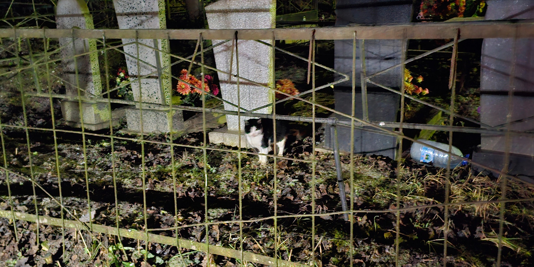 На кладбище замерзают коты, помогите спасти.