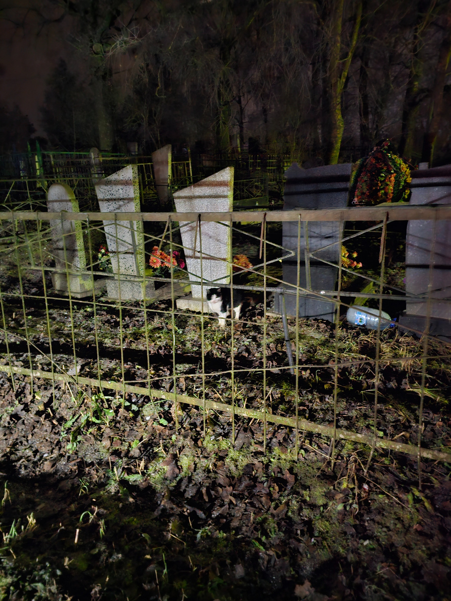 Фото автора. Часть котов уже замерзли на кладбище. Осталось несколько хвостиков у котрых есть шанс, но без вас я не смогу забрать. Нужна финансовая поддержка на лечение.