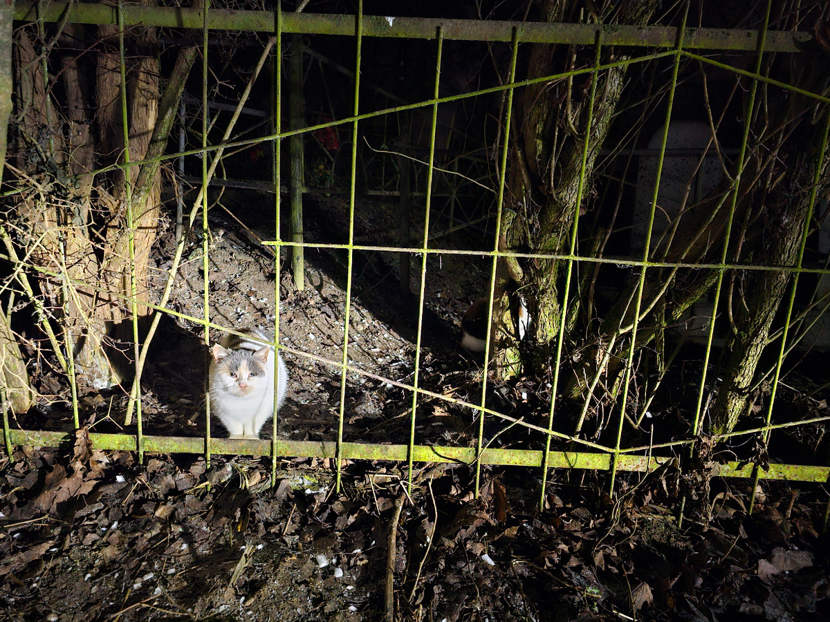 Фото автора. Так и продолжает замерзать на кладбище.
