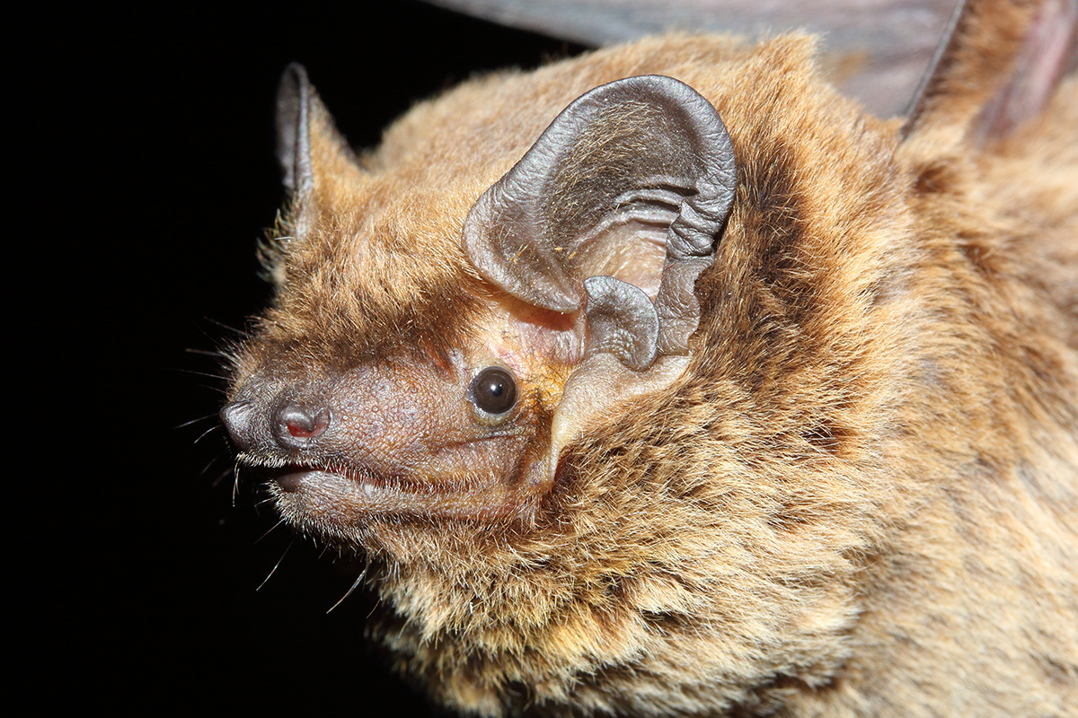 zdenek_macat / Shutterstock / FOTODOM📷Тело летучей мыши покрыто густым мехом, чаще всего серого, коричневого или черного цвета; встречаются рыжие, желтоватые и даже белые виды