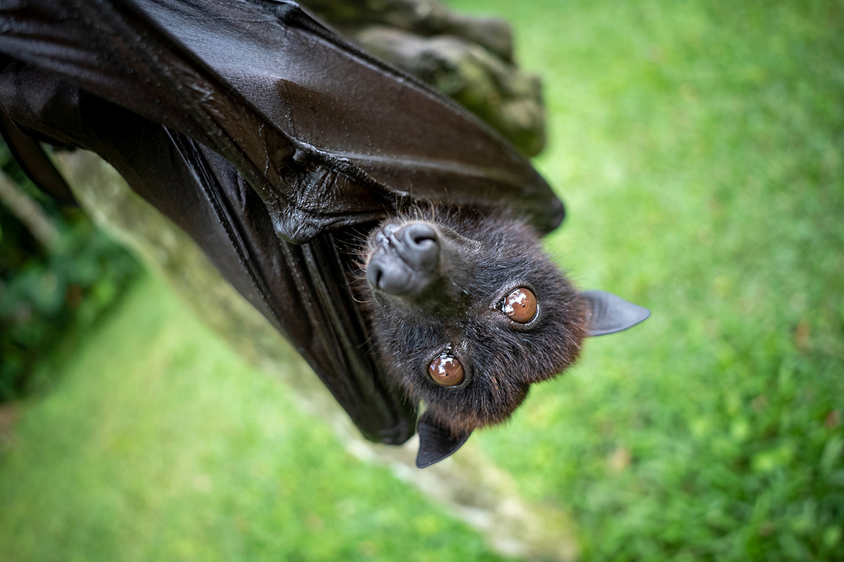 Anggi Paramita Sovinc / Shutterstock / FOTODOM📷Большинство летучих мышей используют ультразвук для навигации и охоты