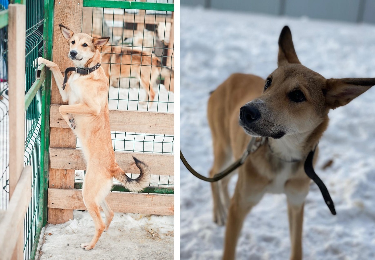 Фото: приют "БиМ" / предоставлено hornews.com