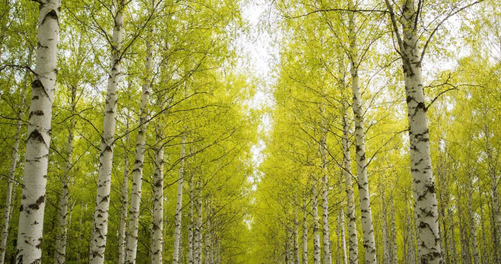 Поллиноз у ребенка