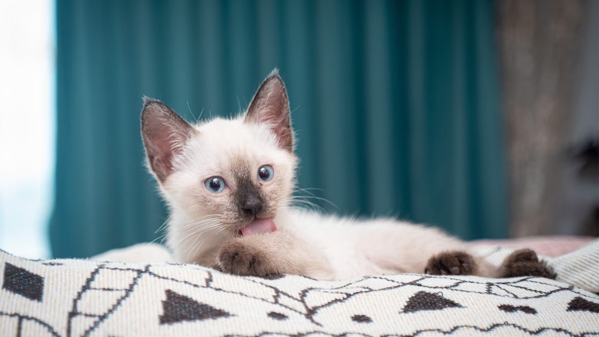    Чаще всего хламидиоз передается через прямой контакт с больным животным