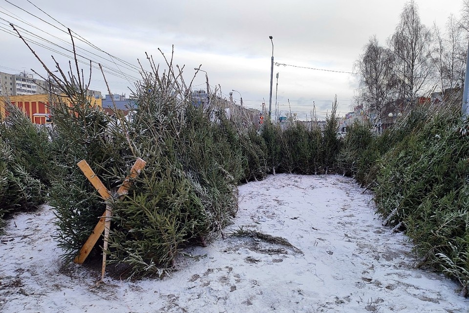    Цены на новогоднее дерево определяют по метражу. Александр ЖМУЛИН