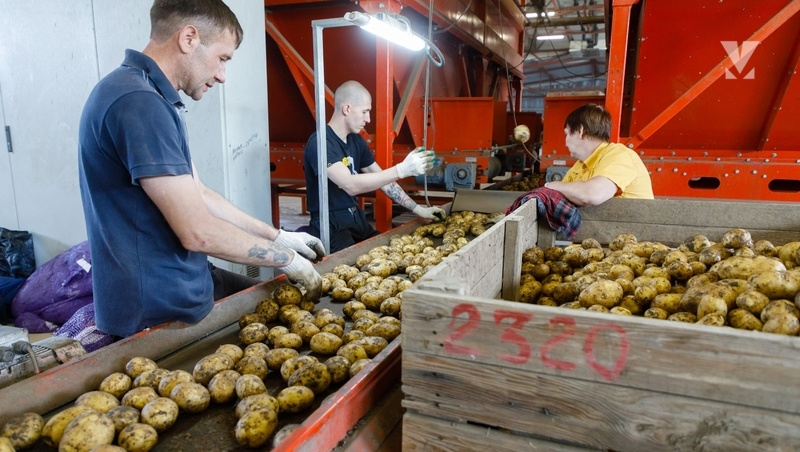    На Ставрополье аграриям перечислили 6,3 млрд рублей господдержки Фото: ИА «Победа26»