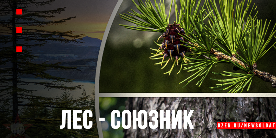 От берёзового сока до ивового аспирина: 6 деревьев-спасателей, которые должен знать каждый