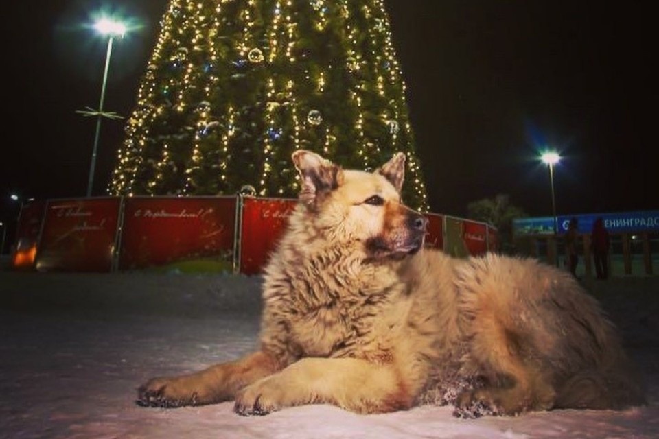 Кефир у новогодней ёлке