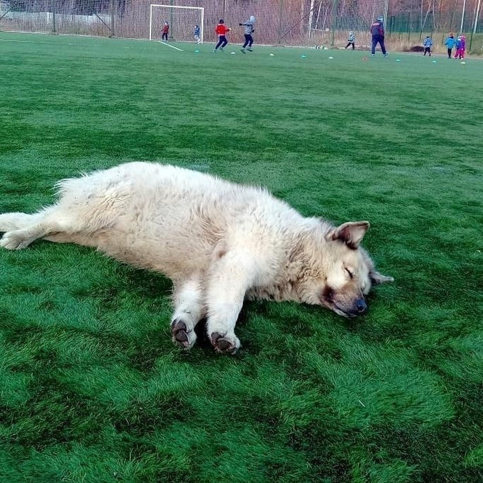 сладко спит