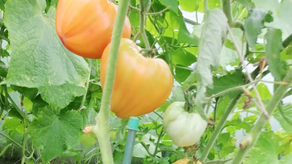 Крупноплодные томаты