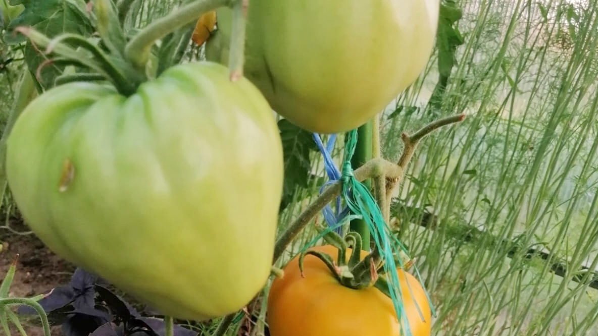 Бычье сердце— классика среди крупноплодных.