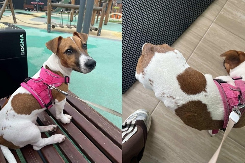    Тело Чесси вздулось из-за аллергии. Фото: личный архив