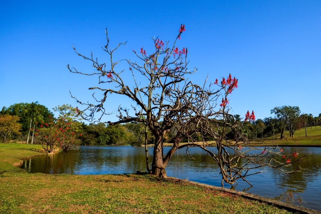Город Кампинас (Бразилия).
