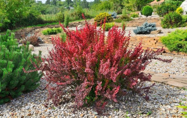 25+ кустарников с эффектной листвой и корой — чем украсить сад?  📷
