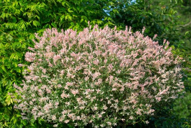 Ива цельнолистная «Хакуро Нишики» (Salix integra ‘Hakuro Nishiki’) на штамбе в начале сезона выглядит как нежное зелёно-бело-розовое облако — или как забавный «дикобразик» с торчащими бело-розовыми иголками, в зависимости от стрижки и возраста растения.  📷
