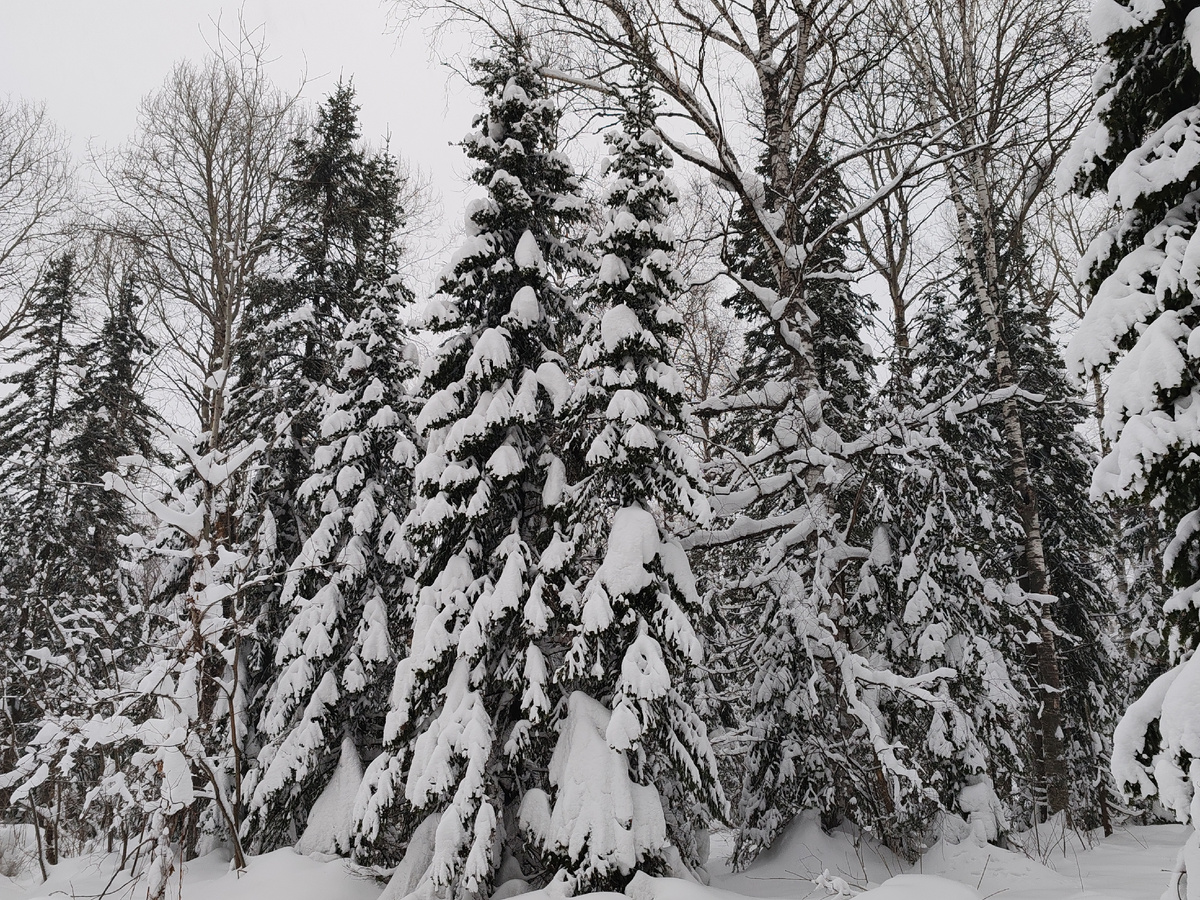 У меня нет фото хребта Станового и приохотской тайги, но есть нашей тайги. Они и будут в статье. 