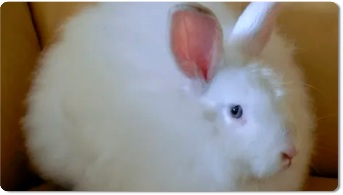 Ангорский кролик - это не просто милый питомец, а источник ценной ангорской шерсти, мягкой как облако