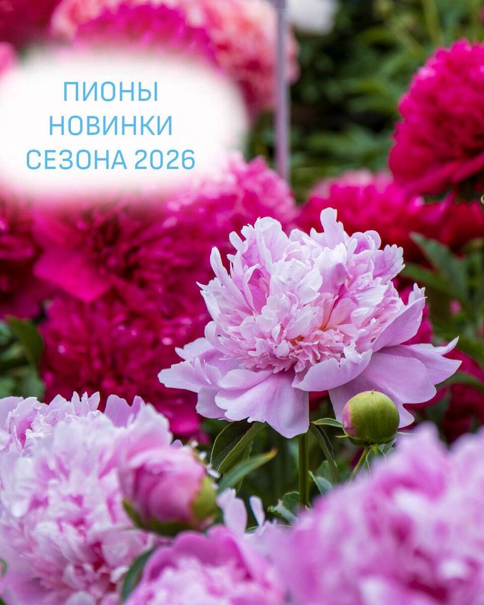 Пионы 2026 - новинки