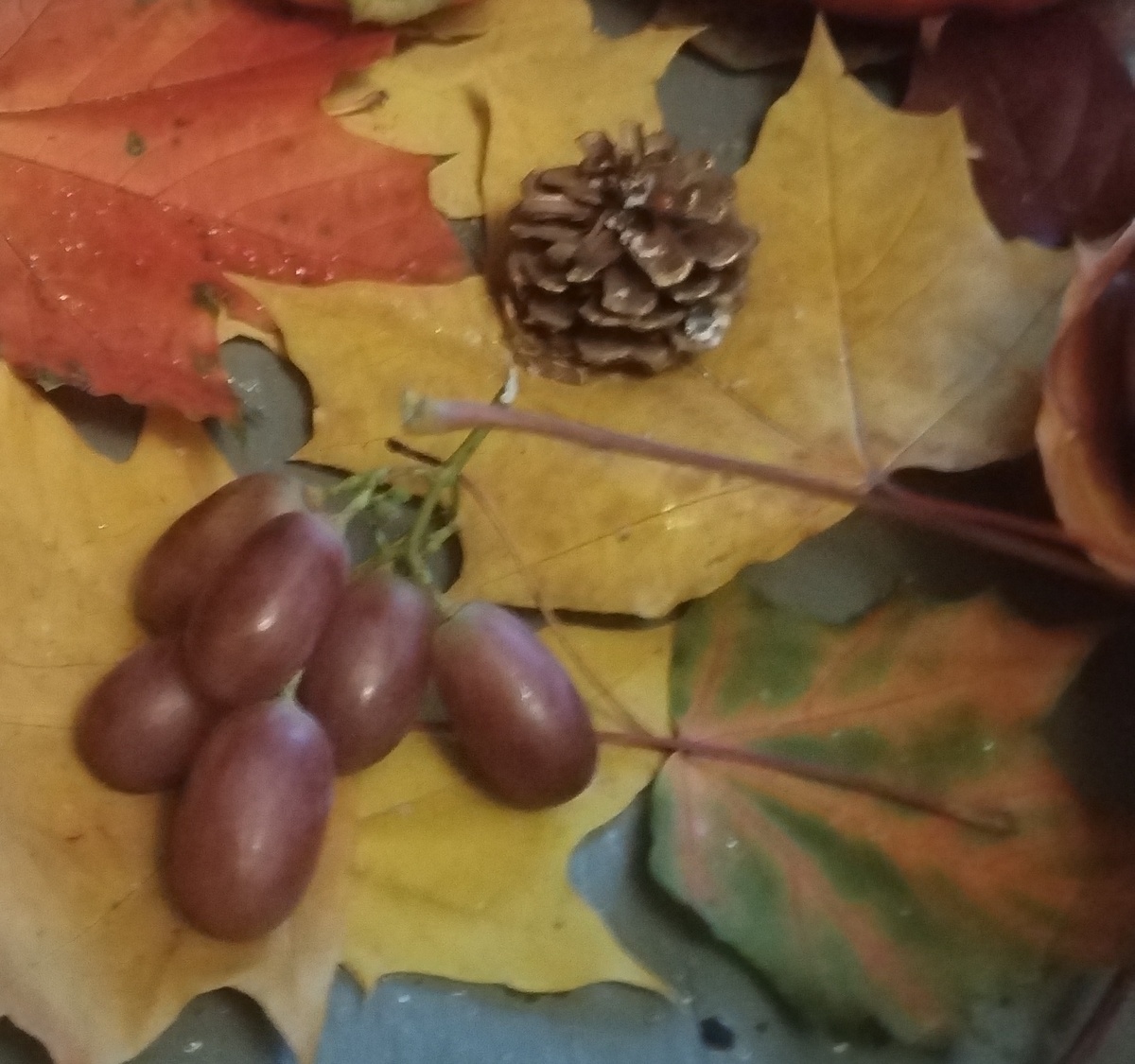 НАТЮРМОРТ ОСЕННИЙ ОТ ВНУЧЕК! КАК НЕПОВТОРИМО КРАСИВЫ ЕГО ПЛОДЫ, КРАСКИ ОСЕНИ! (из личных фото автора Лидии Шатиловой) 