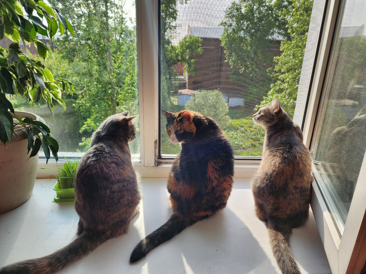 Буся, Муся, Дуся