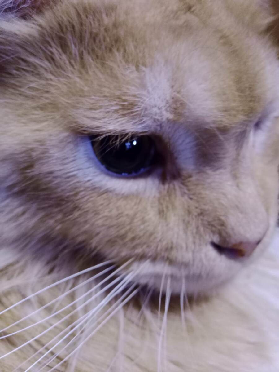 Действующий донор крови - крупный мейн кун, спасший уже несколько жизней. 