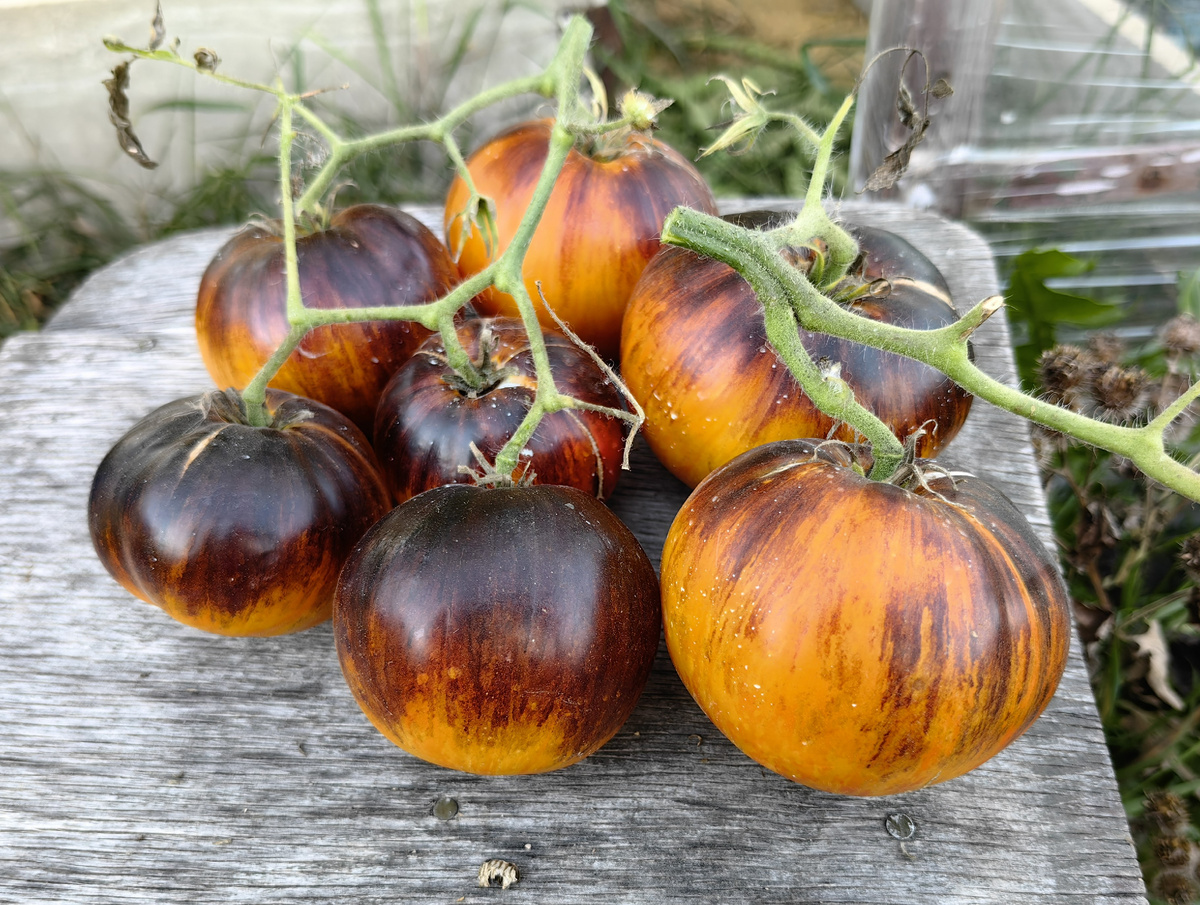 Аппетитные Щечки от Гавриш