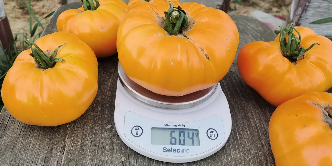 Коллекционные или от агрофирм?Страсть к цветным пакетикам))