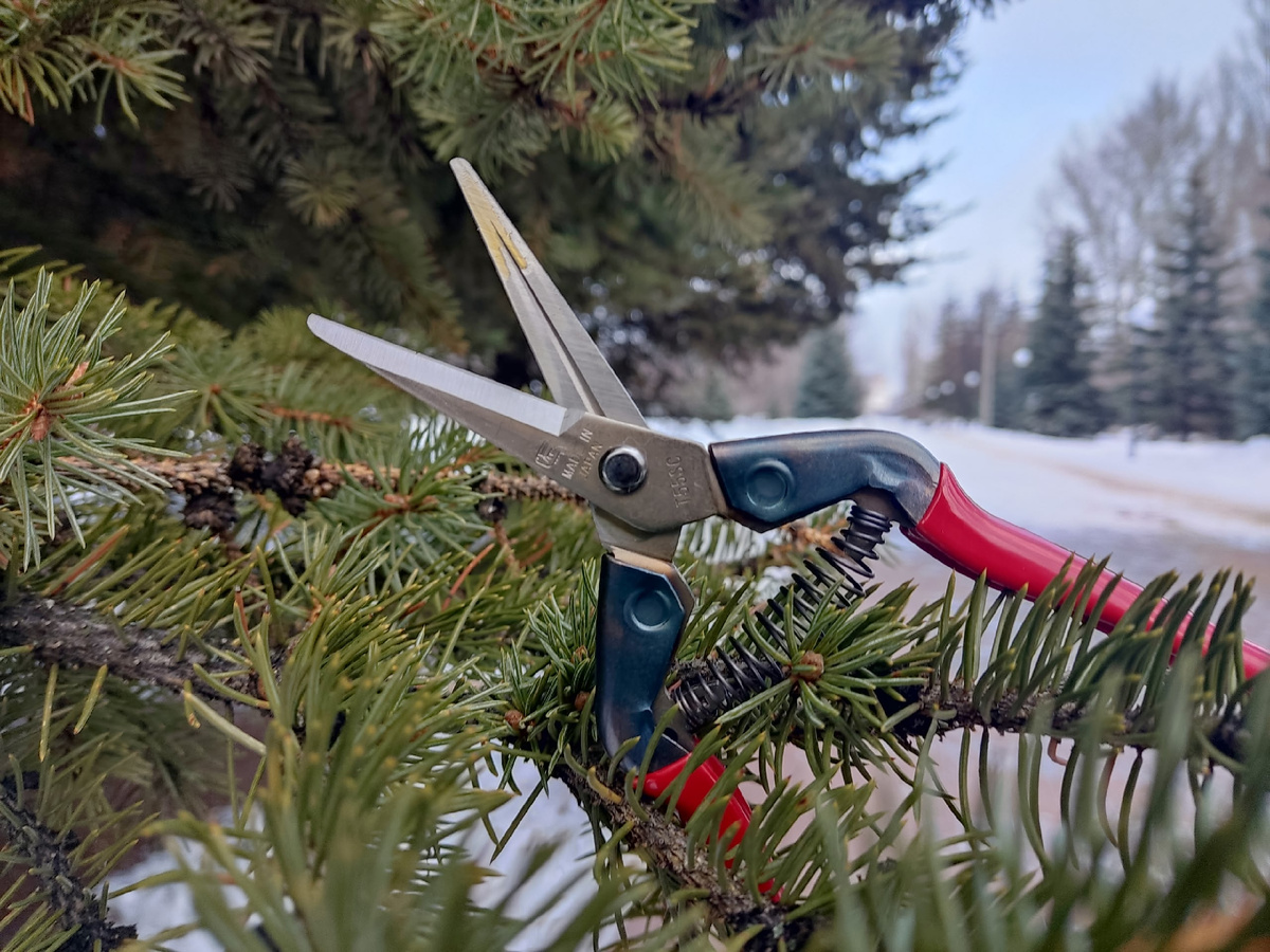 При проверке ножниц ни одна городская ёлка не пострадала