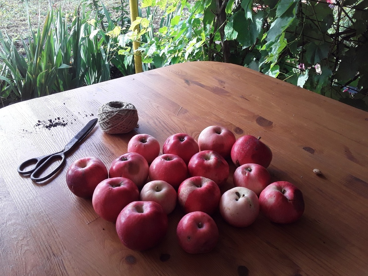 Мои старые садовые ножницы