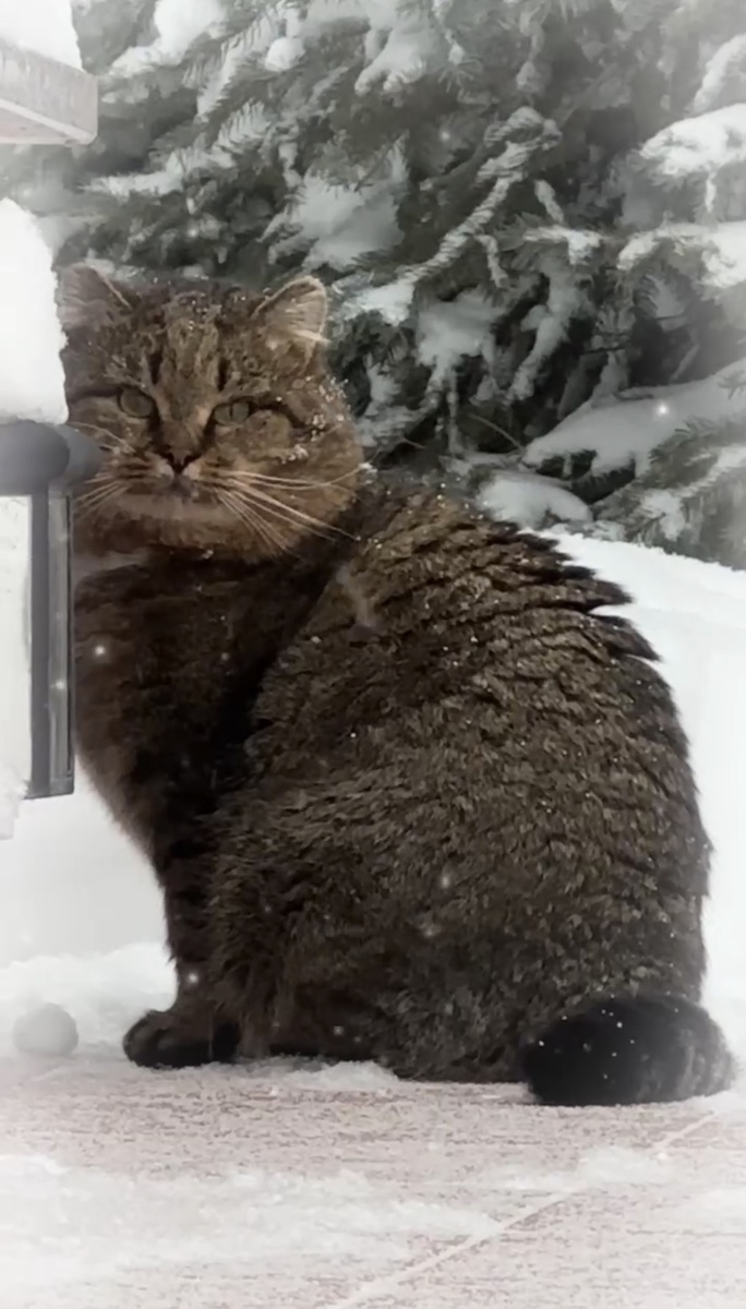 Лесной кот Барсик 