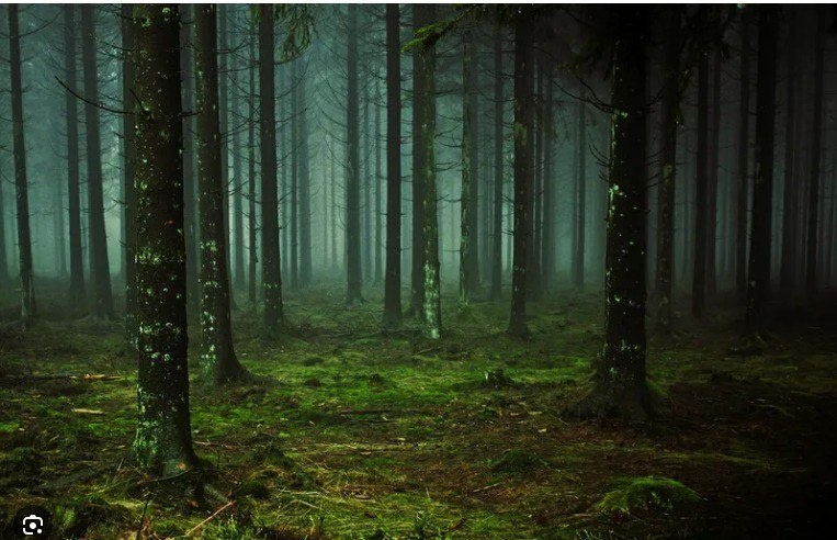 Проклятие древнего леса. Глава 3