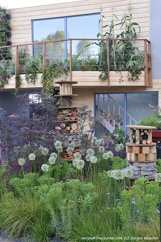 Бузина черная 'Black Lace'