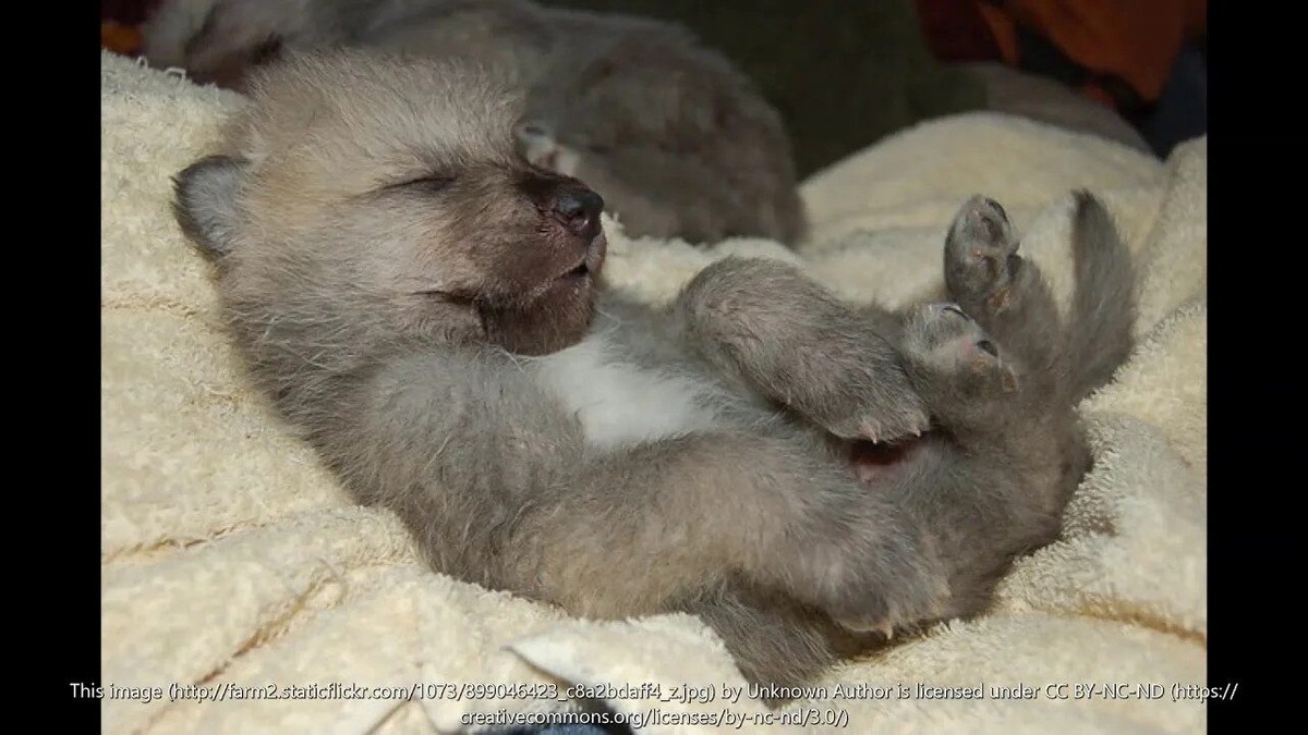 Фото из Яндекса