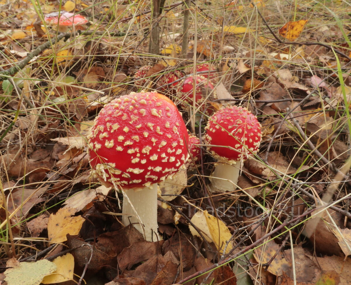 Это просто для настроения  и бодрости (фото И.Лебединского)