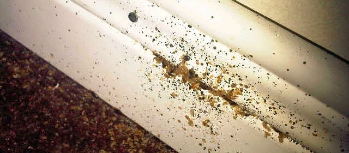 Следы такраканов наглядно.