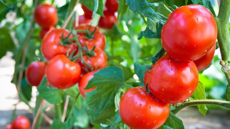  Разница между правильным питанием и хаотичными подкормками