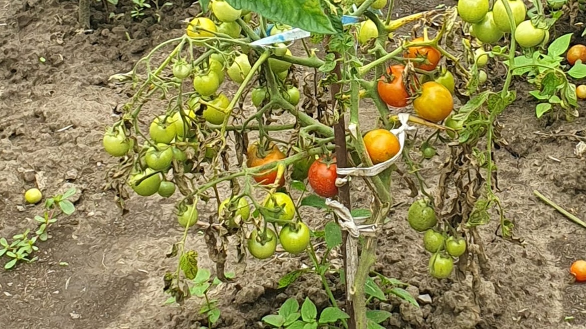 Признаки неправильного питания - дефицит калия