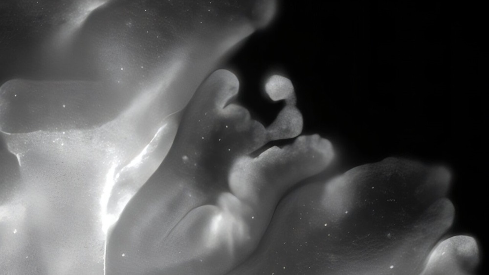     Фото: Proceedings of the National Academy of Sciences