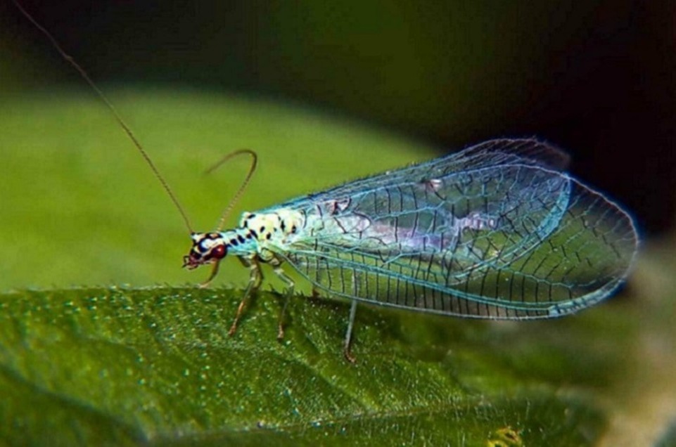    Всего прибыло 2,7 миллиона особей. Фото: пресс-служба Уральского межрегионального управления Россельхознадзора