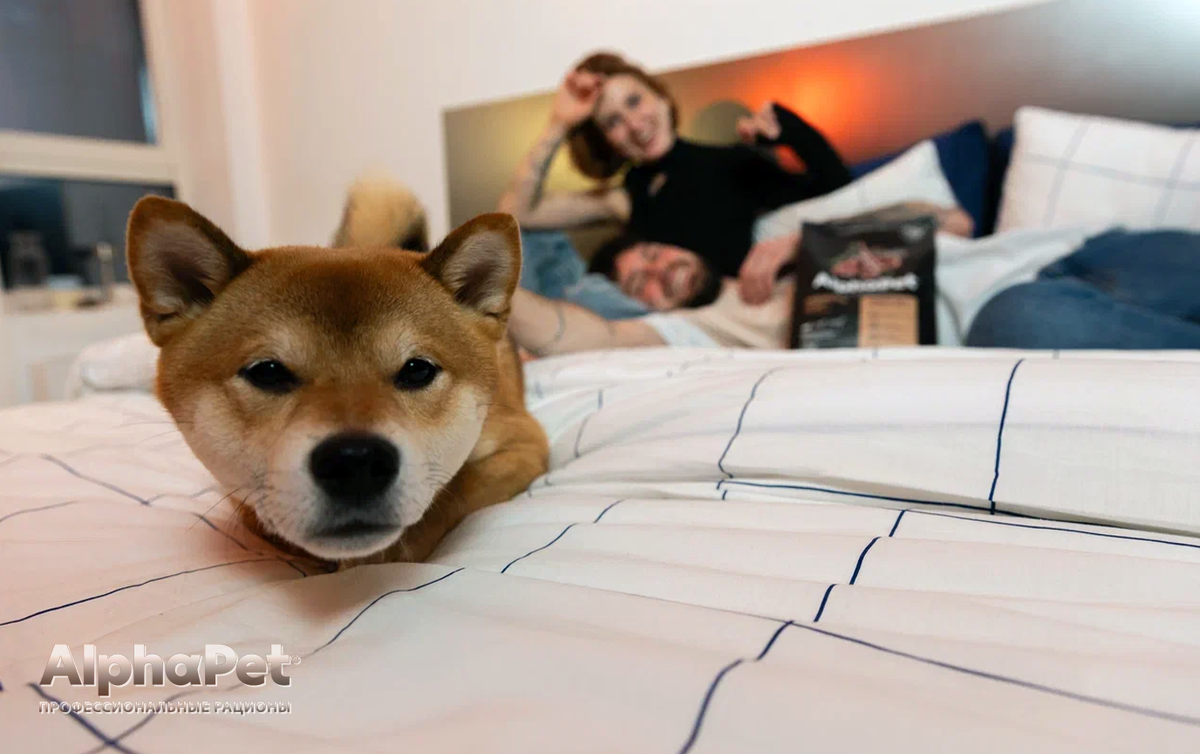 Щенкам нужно больше белка, чем взрослым собакам — не менее 25–30% / Изображение: AlphaPet