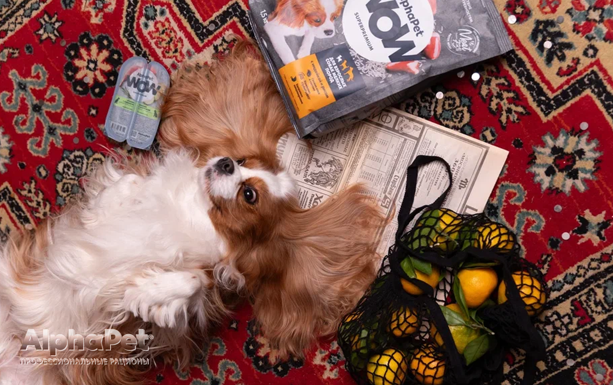 Если собака беременна или кормит щенков, перевод на обычный взрослый корм — неправильный ход / Изображение: AlphaPet