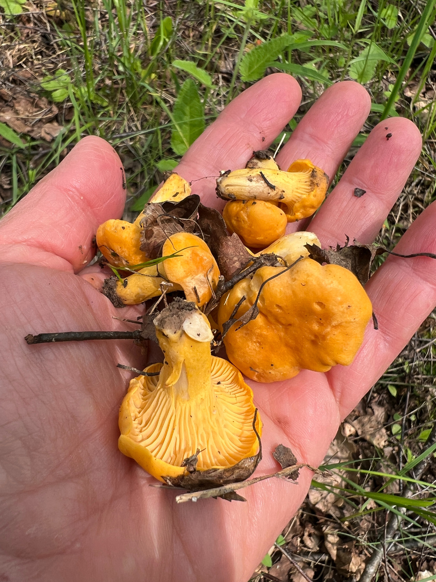 Первые лисички 10.06.25