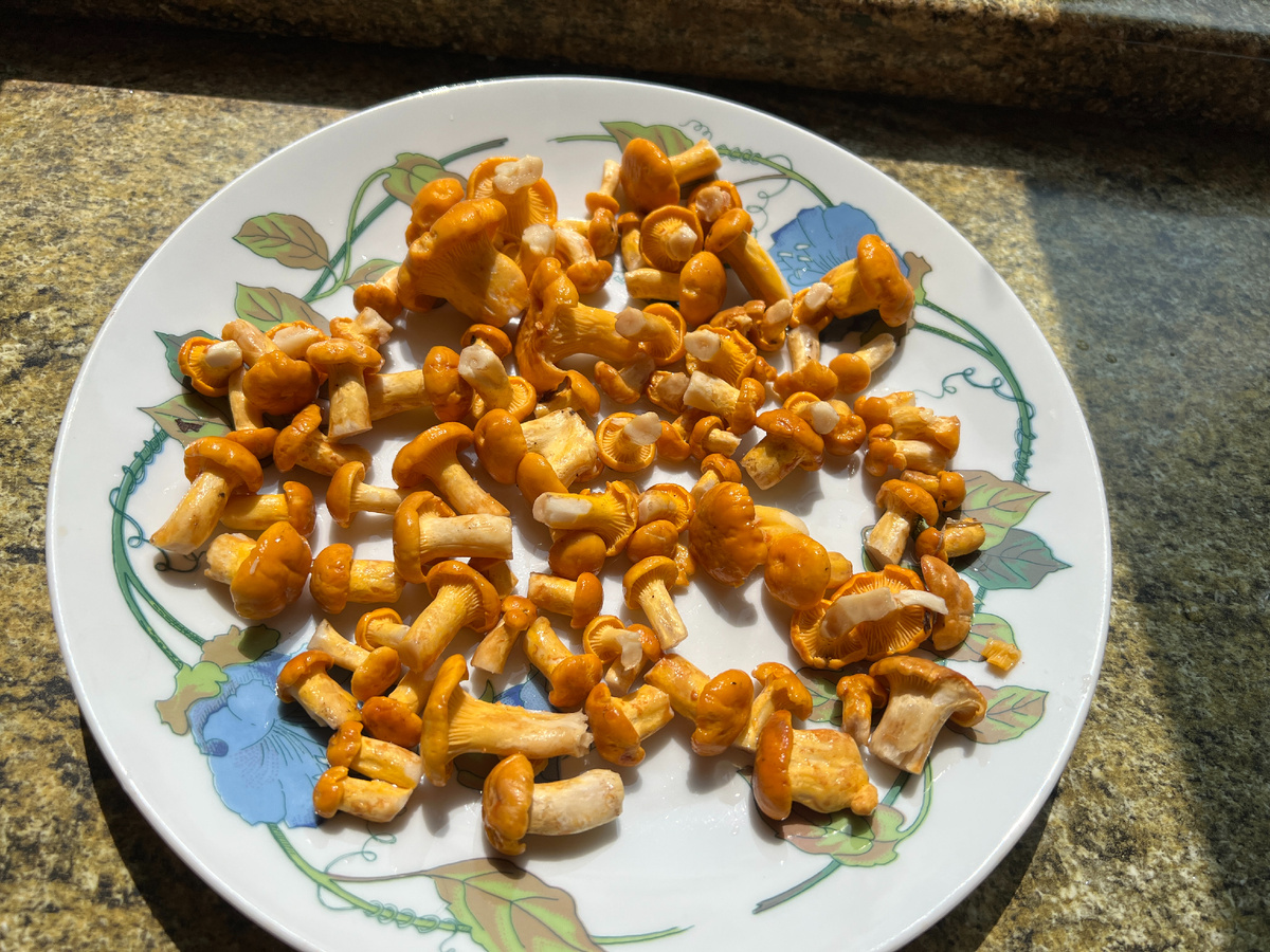 Первые лисички люблю собирать! Вкусное, свежее, интересное)