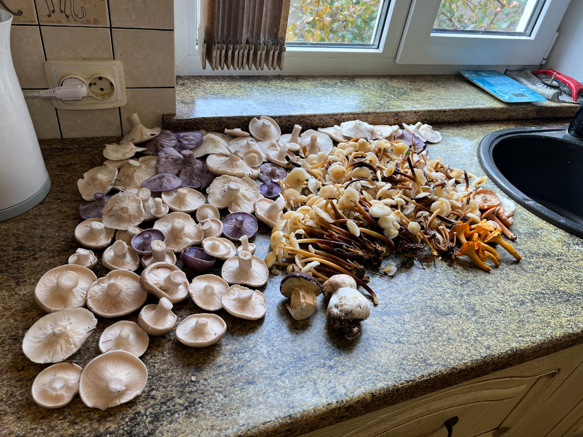 Один польский, один белый, фламмулина и рядовки. Обычный осенний урожай.