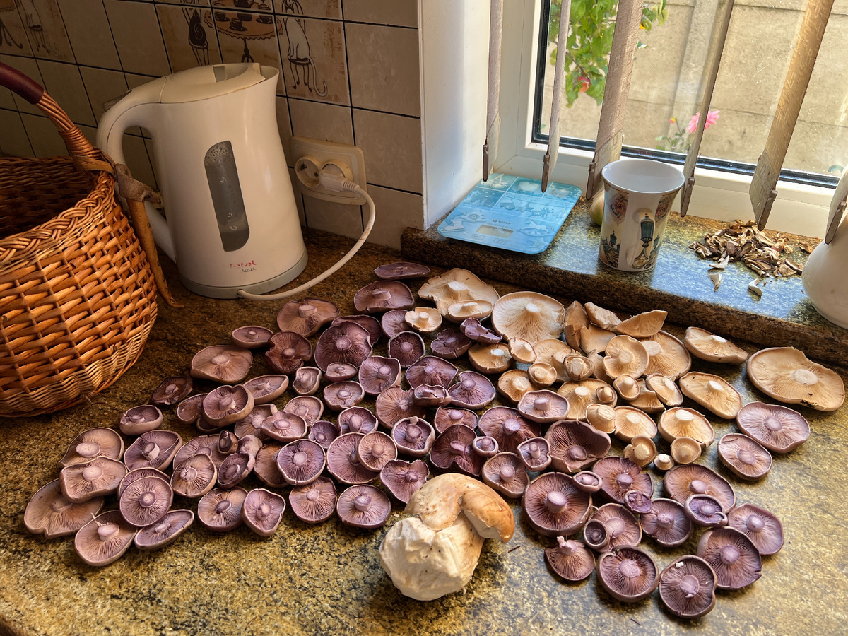 Последний белый из еловых посадок №2 и отличные рядовки. 