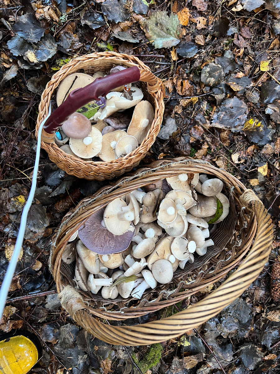 Дымки нынче были хороши! А вот рядовка фиолетовая начала расти неважно - червива была. К концу сезона "исправилась"