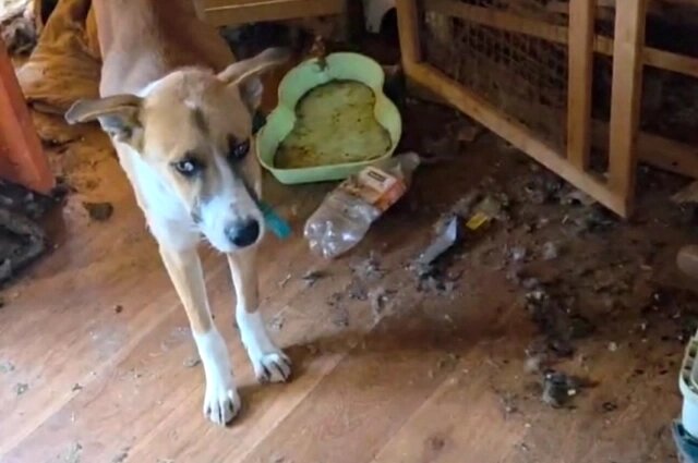    Фото: Из архива/ Канал "Собачники Батайск".