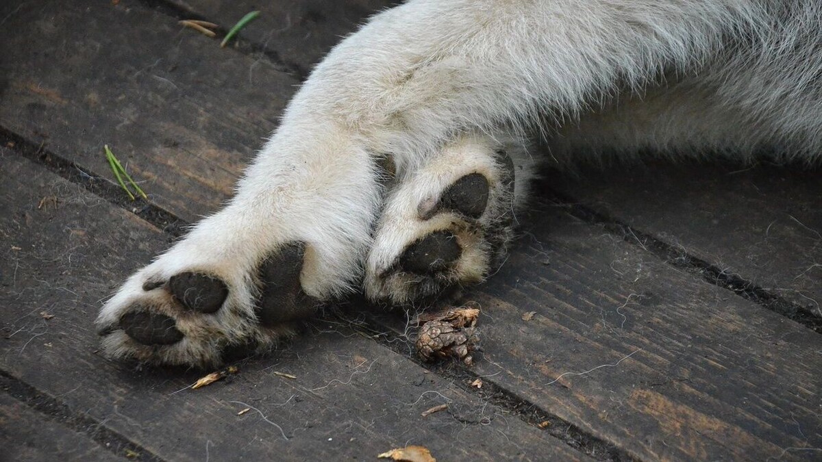    Как приют для бездомных животных «Забытые сердца» в Аксайском районе стал живодерней   1MI