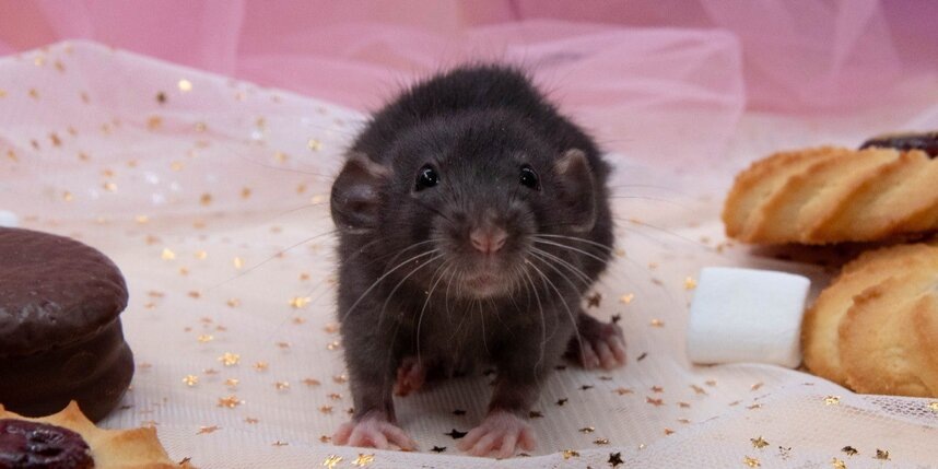    предоставлено фондом